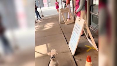 Dog Loves Saying Hi To Planned Parenthood Volunteers — But Not The Protesters