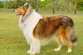 Rough Collie