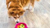 Is a Vegetarian Diet Safe for My Dog?