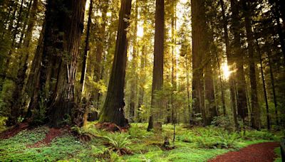 This California State Park Is the Highest-rated in the U.S. — and It Has a Scenic Highway, a Massive Old-growth Forest, and a Railbike Tour