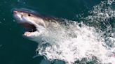 Great white sharks coming to UK waters