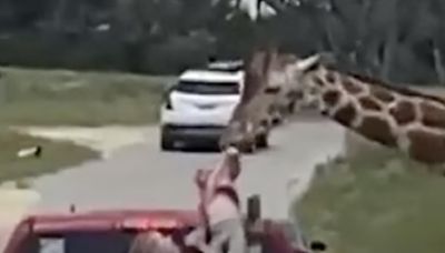 This Family's Visit to a Texas Safari Park Was a Heart-Stopping One