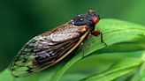 As cicadas emerge, here's why some spots are seeing them earlier than others