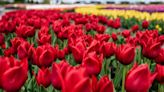 Autonomous robots help farmers prepare for world's largest tulip bloom