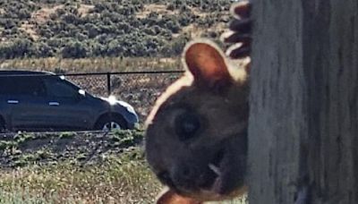 Kinkajou, native to Central and South America, rescued from Yakima-area rest stop