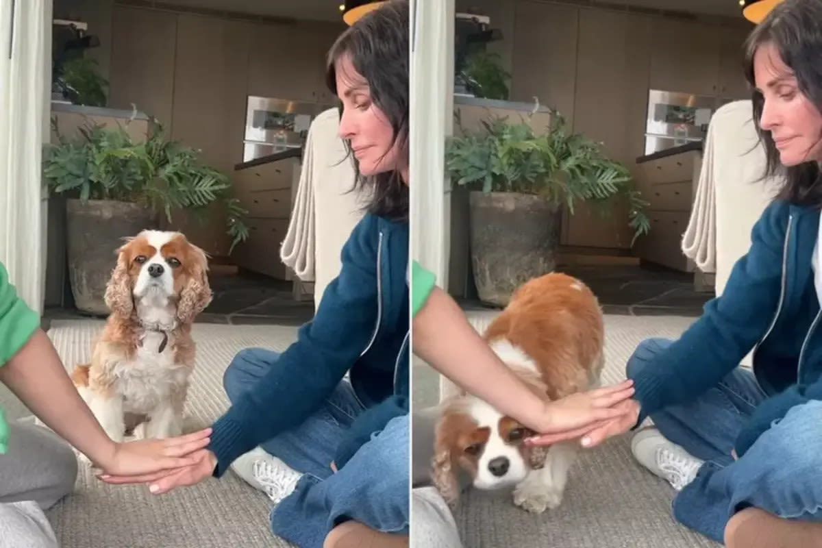 Courteney Cox’s Dog Adorably Fails While Trying Viral ‘Hands In’ Challenge