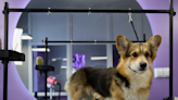 Internet Famous Corgi Introduces Her NYC Famous Dog Groomer