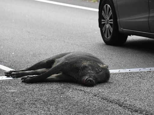 筲箕灣東區走廊野豬捱撞伏屍路中 肇事的士司機逾半小時後報案