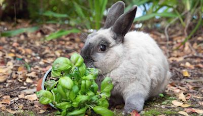 11 Rabbit-Resistant Plants You Should Try in Your Garden