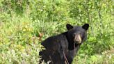 What you should do when bears show up in unexpected places