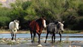 Arizona’s Wild Horses Are Living Emblems of the Old West