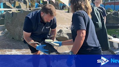 Happy feet as penguin chicks get first vaccines