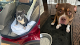 American Bully dogs missing from South Memphis home
