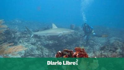 Lanzarse a los tiburones en República Dominicana sin morir en el intento