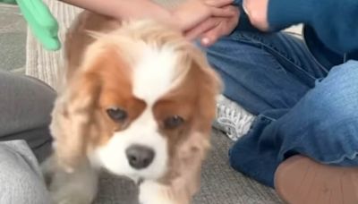 Courtney Cox's dog adorably FAILS the viral 'Hands In Challenge'