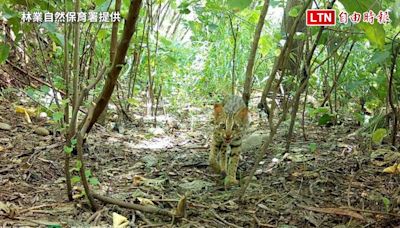 「出發吧！野虎」繪本分享會開放報名 跟著石虎展開冒險旅程（林業自然保育署提供） - 自由電子報影音頻道