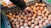 批發價42元！蛋價創2年新低 養雞協會籲蛋農「減產」避血本無歸