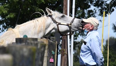 At a sanctuary for retired race horses, ex-Derby winner Silver Charm soaks up the good life