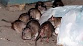 Leaders of the pack: How brown rats crawled off ships and conquered North American cities