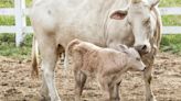 Farmer Shares Tender Moment with Mama Cow After Saving Baby From 'Respiratory Distress'