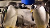 Dating in the penguin world: A TikTok hit from Loveland Living Planet Aquarium