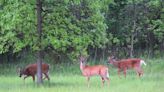 DNR finds chronic wasting disease continues spread in Wisconsin's white-tailed deer herd