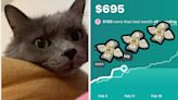 "Looks Like Our Girl Costs Us Greater Than $500 Per Month": Pet Parents Are Sharing Just How Much They Really Spend On...