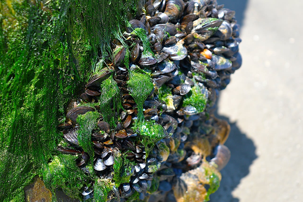 Invasive species spread to new waters in Kansas