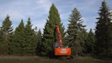 Covent Garden Christmas Tree felled in Solihull