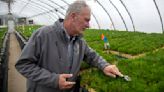 Saving the trees: Coeur d'Alene Nursery plays major role in whitebark pine conservation