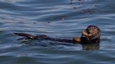 Sea otters get more prey and reduce tooth damage using tools