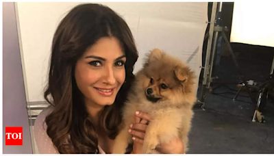 Furry stars: From Raveena Tandon's Lucifer to Jungkook's Bam, celeb pets are a hit on social media | Hindi Movie News - Times of India