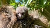 New baby monkey born to parents with 'love at first sniff' in east England zoo