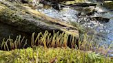 Mosses: An ancient, primordial plant thriving in the modern world: Nature News