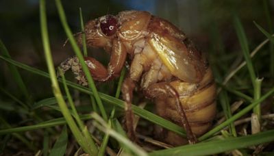 When will cicadas come out in Chicago? The emergence is closer than you think