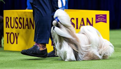 Comet the Shih Tzu is top Toy at Westminster Kennel Club Dog Show