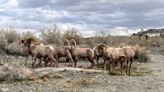 Checking in with the Coachella Valley's bighorn sheep