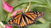 Butterfly gardening in Arkansas: Consider food for caterpillars | Bella Vista Weekly Vista