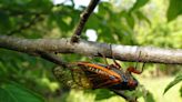 Millions of cicadas return after a 13-year sleep in the next few weeks