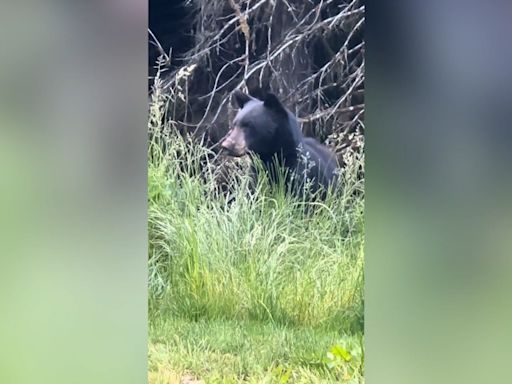 Video shows deer warning yearling, Oregon family of approaching black bear