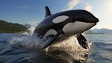 Comprovado: orcas afundam embarcações por mera diversão