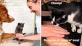 The Cutest Of The "All Hands In" Trend Delighting Pet Owners Everywhere