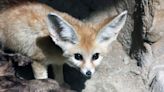 Exmoor Zoo welcomes pair of world's smallest foxes