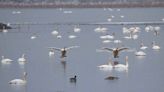 Over 4,000 swans set record at Missouri wildlife refuge