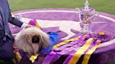 How to Watch Every Minute of the 2022 Westminster Dog Show