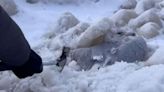 Buffalo residents rescue birds stuck in ice after historic winter storm