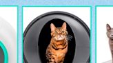 The 6 Best Automatic Litter Boxes Vetted by Cat Lovers