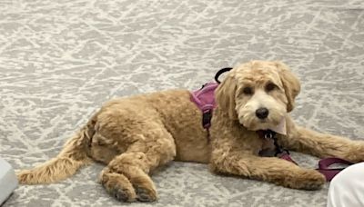 Goldendoodle "Raya Sunshine" lighting up Berkeley County Circuit Court - WV MetroNews