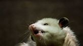 Once thought too cold for the marsupials, Montreal home to growing number of opossums