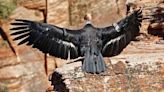 First California condor to fledge in Zion National Park dies of lead poisoning